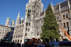 Der Christbaum  2018  für den Marienplatz kommt aus Farchant