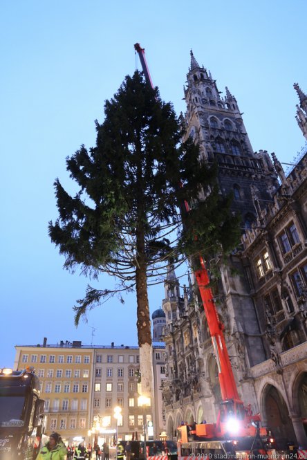 Christbaum am Marienplatz in München aus Freyung-Grafenau  2019