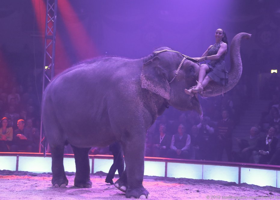 Jana Lacey-Krone, Elefantendame Bara, Premiere 1. Winterprogramm Circus Krone in München  2019