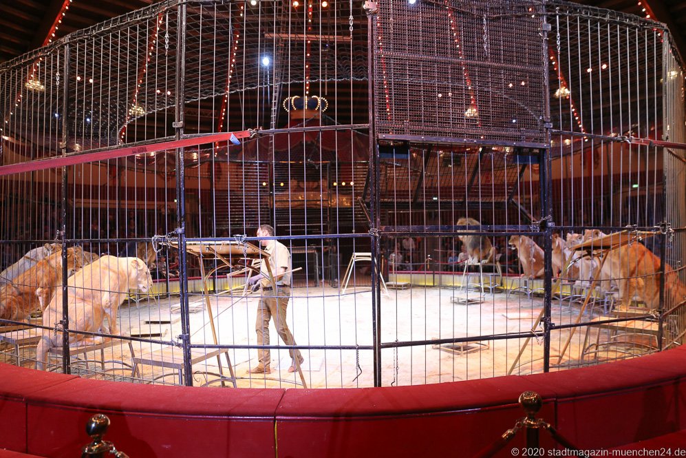 Löwenprobe im Circus Krone in München 2020