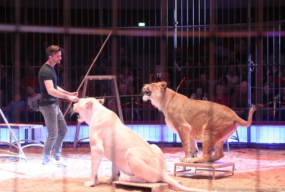 Thomas Lacey, Löwenprobe im Circus Krone in München 2020