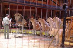 Circus Krone Löwenprobe 2020