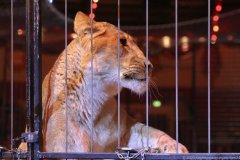 Löwenprobe im Circus Krone in München 2020
