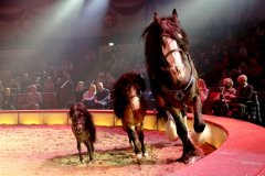 Das neue Winterprogramm "New Memories" im Circus Krone in München 2022