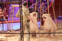 Circus Krone hilft Kindern das Leb en zu Retten.  Kommentiertes Raubtiertraining zu Gunsten der Nicolas-May-Stiftung, 2023