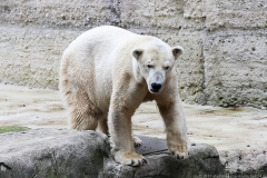 Eisbären Baby 2017