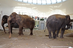 Eröffnung Elefantenhaus Tierpark Hellabrunn 2016