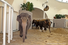 Eröffnung Elefantenhaus Tierpark Hellabrunn 2016