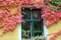 Münchens schönste Häuser - begrünt