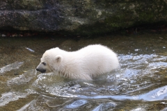 Taufe Eisbärenbaby Quintana 2017