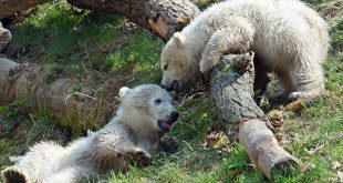 Eisbären Babys Tierpark Hellabrunn
