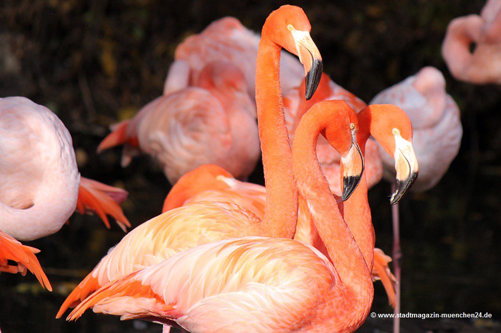 Flamingos Tierppark Hellabrunn