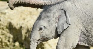 Der junge Elefantenbulle Otto auf der Außenanlage im Tierpark Hellabrunn