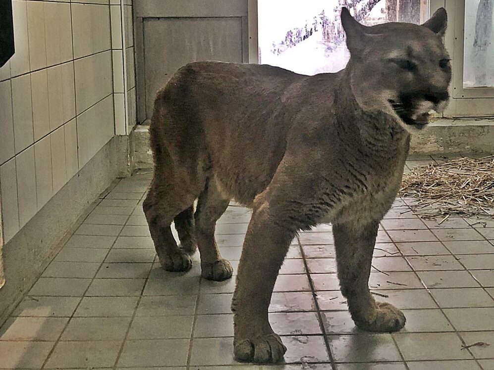 Puma in Reptilienauffangstation