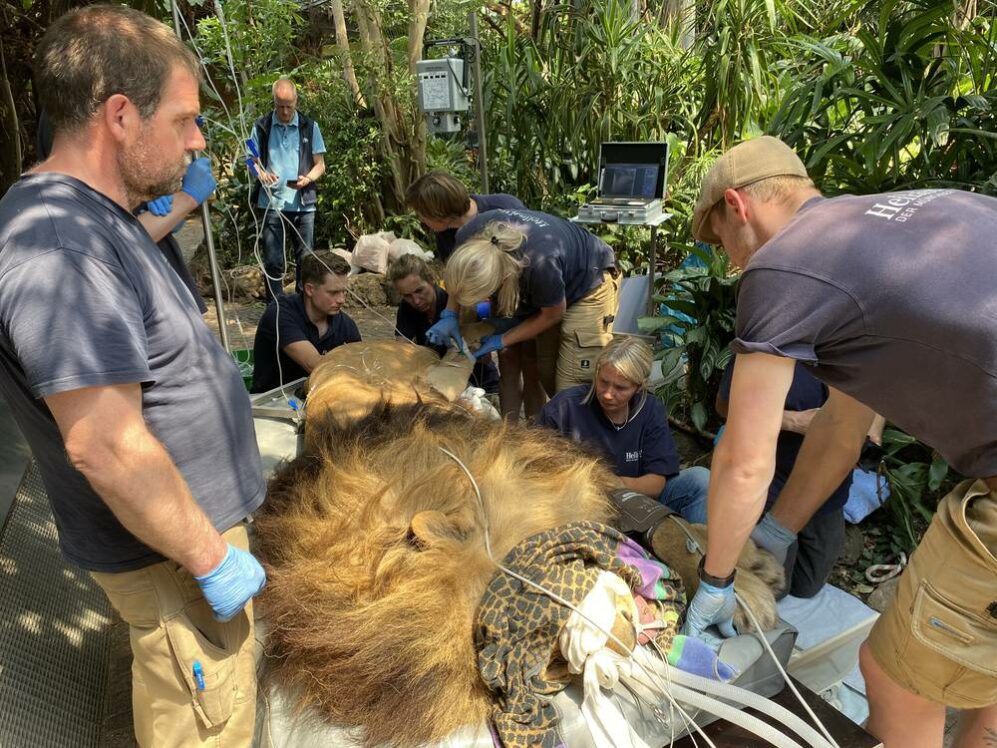 Löwe Max bei der medizinischen Untersuchung vor dem Umzug in die neue Löwenanlage