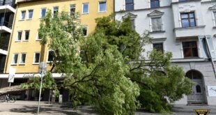 Straßenbaum fällt in München-Schwabing um