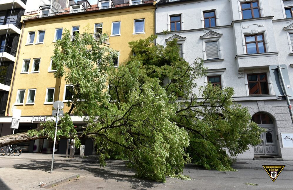 Straßenbaum fällt in München-Schwabing um 