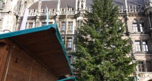Der Christbaum für den Christkindlmarkt 2022 in München kommt aus Hohenpeißenberg