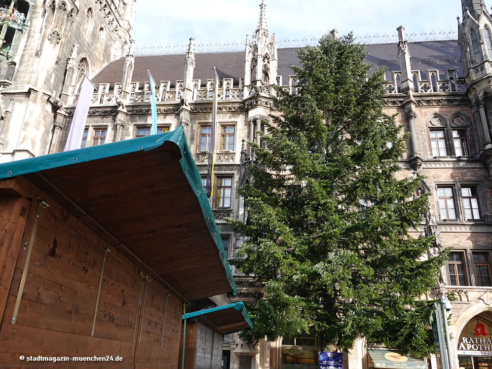 Der Christbaum für den Christkindlmarkt 2022 in München kommt aus Hohenpeißenberg